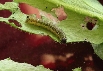 Understanding Natural Crop Defenses