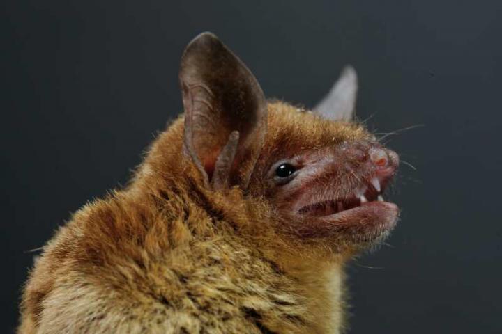 Horseshoe Bat