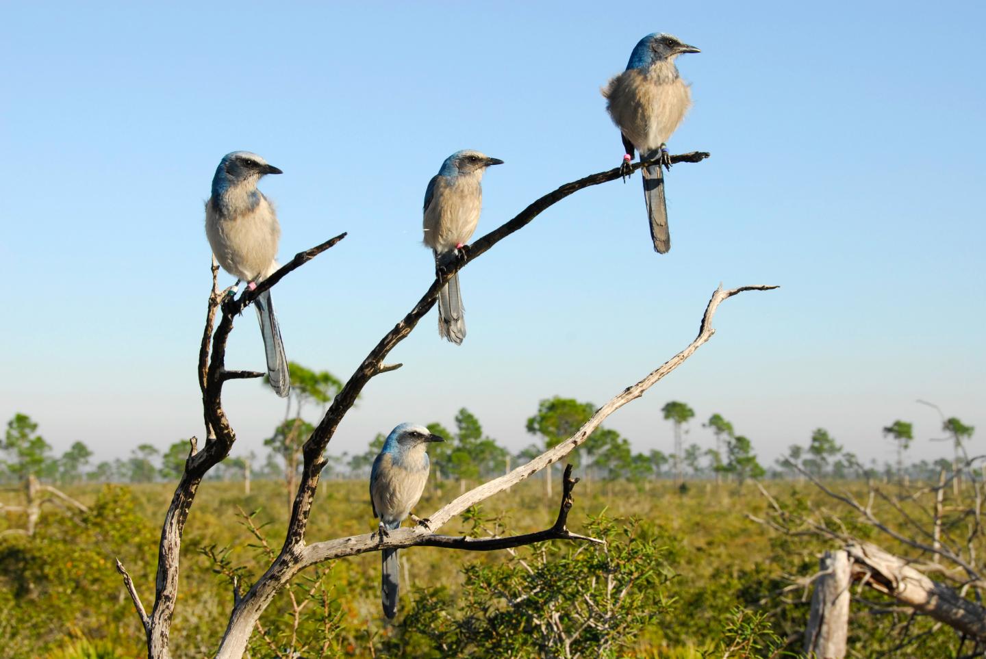 Group of Florida Scrub-Jays
