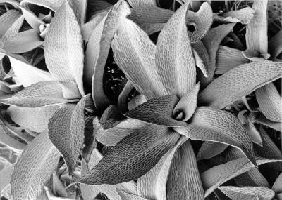 <i>Physcomitrella patens</i>