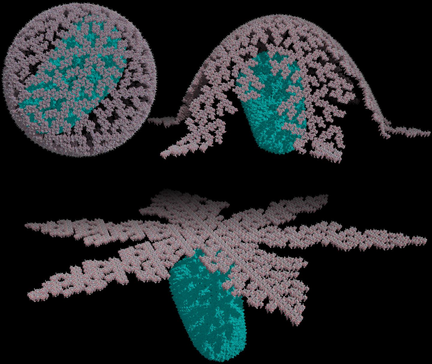 New Structure for the Shell of the HIV-1 Virus