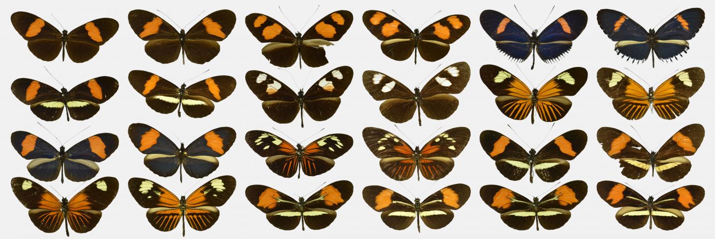 <i>Heliconius</i> Butterflies