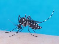 Zika Virus Research at Biosecurity Research Institute Aims to Control, Fight Mosquitoes