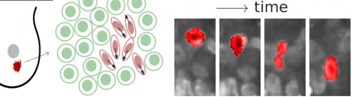 Live cell tracking in tumour tissue