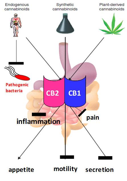 Mammalian Cannabinoid Receptors