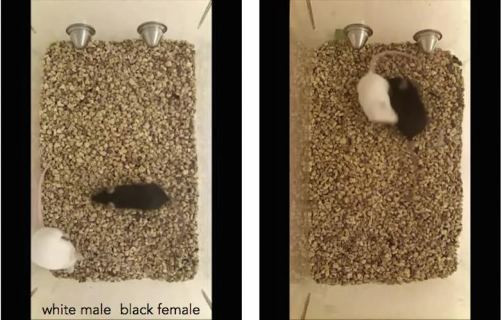 Mice That Fight Rather Than Mate