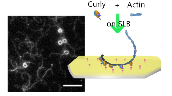Montage summarising the experiment and the paper
