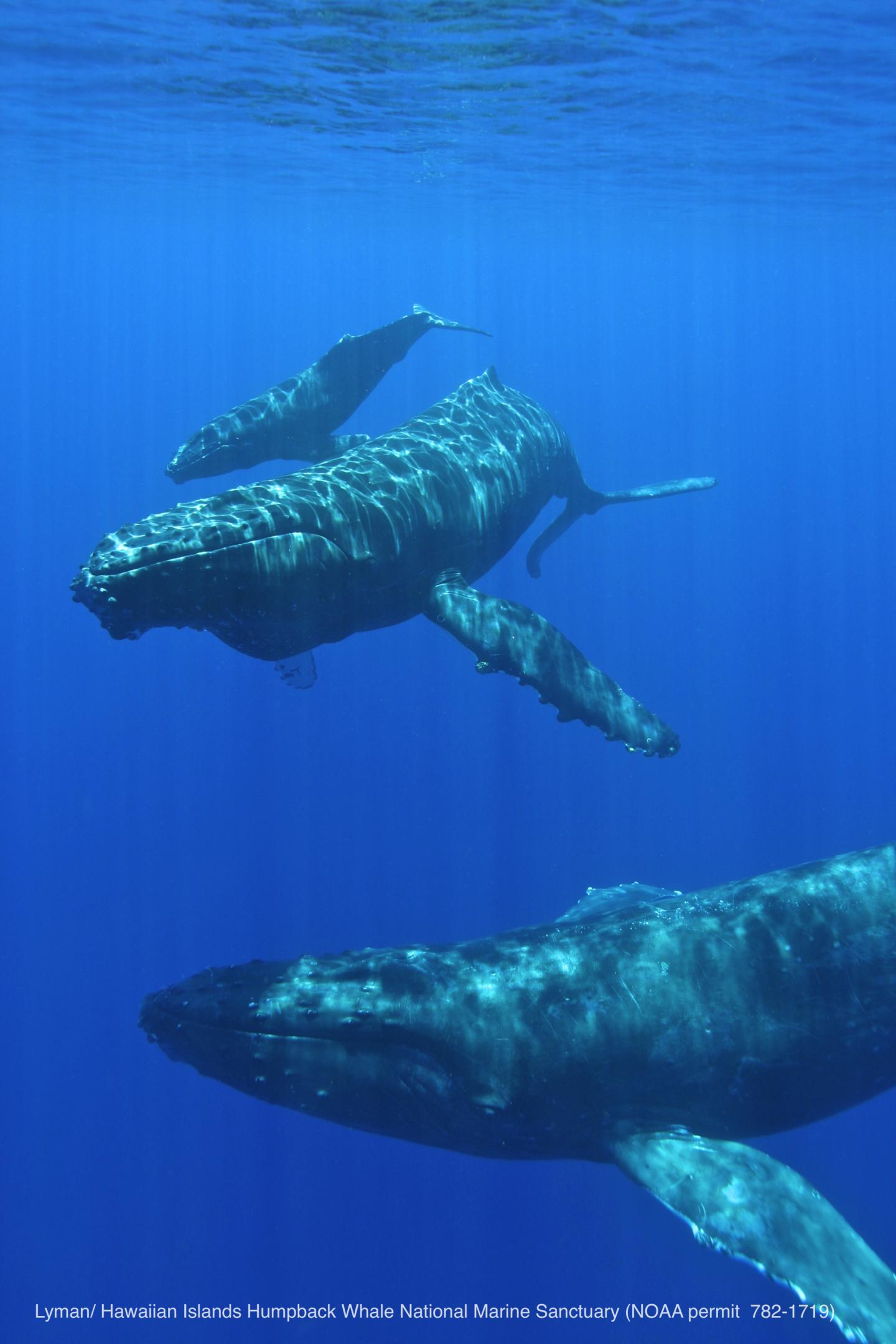 Humpback whales