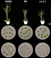 Arabidopsis Thaliana Plants