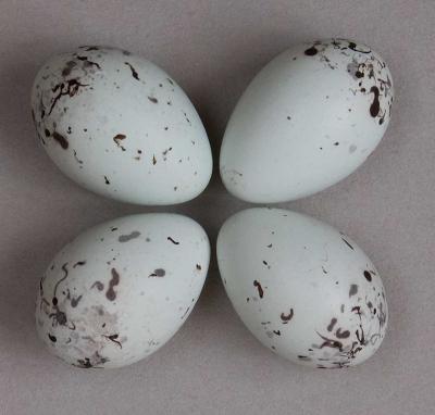 Bird Eggs