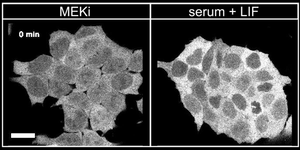 Time-lapse imaging of ERK-Sensor expressing stem cells