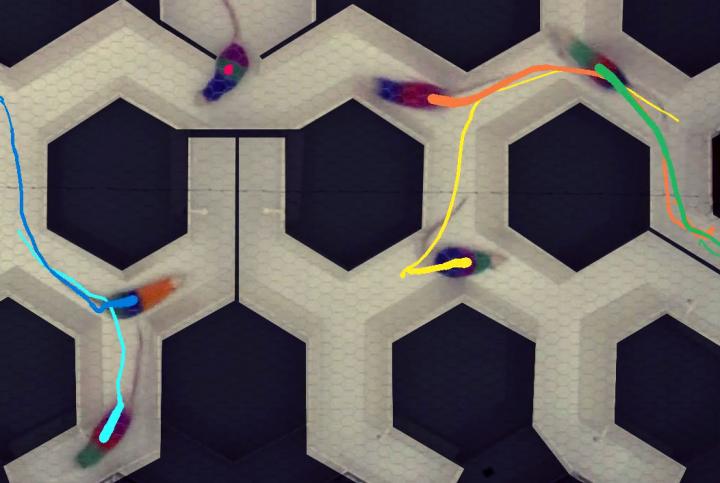 Rats Simultaneously Exploring the Maze