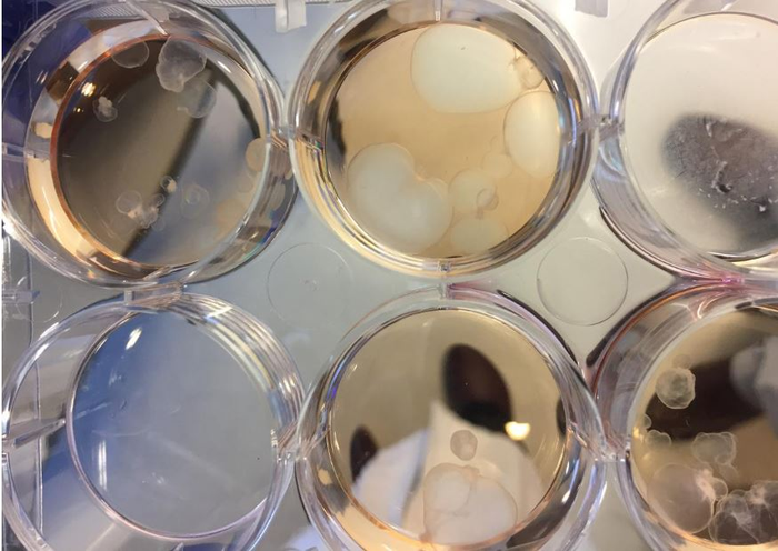 Cilia-free organoids