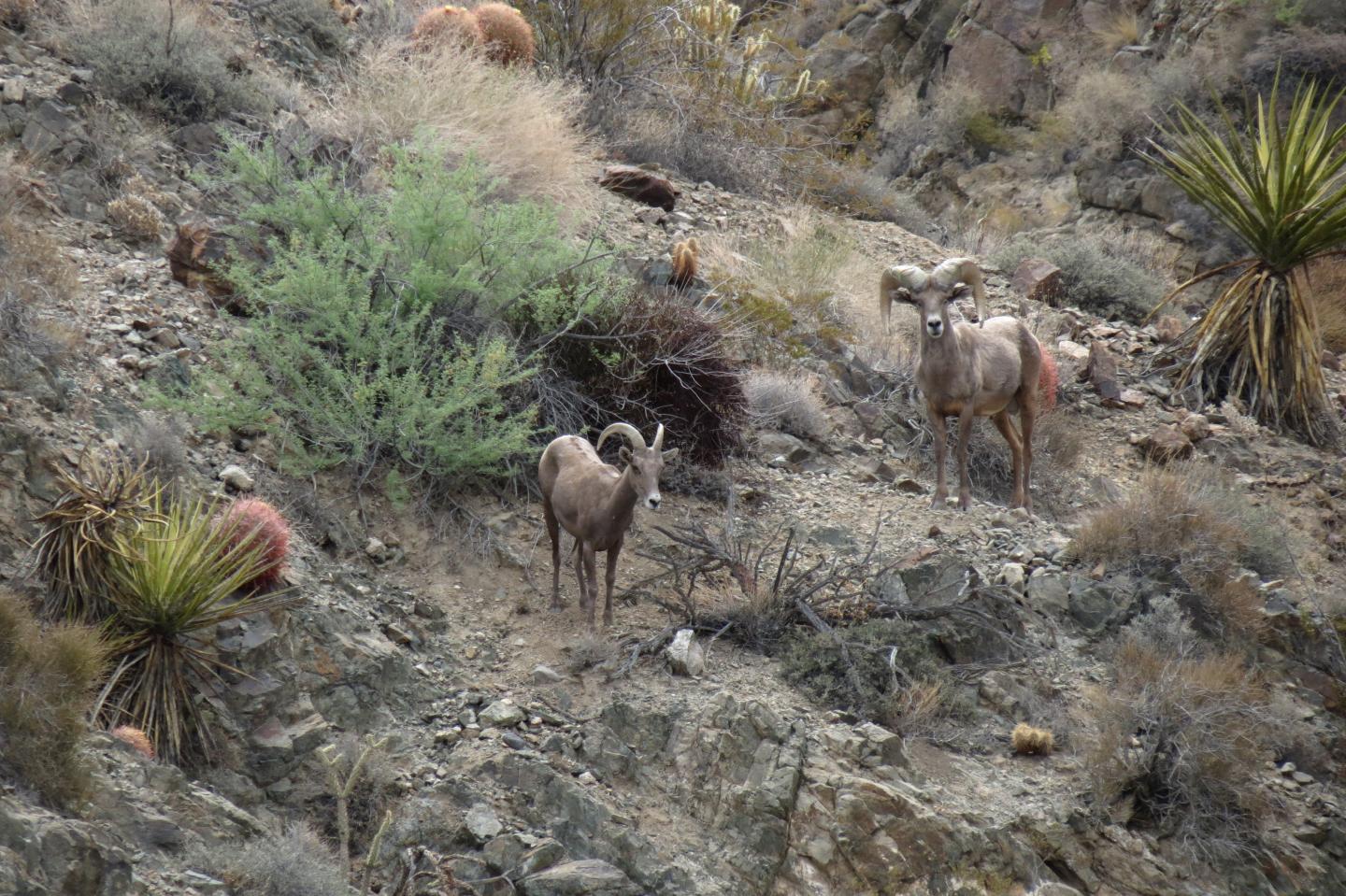 Desert  bighorn sheep