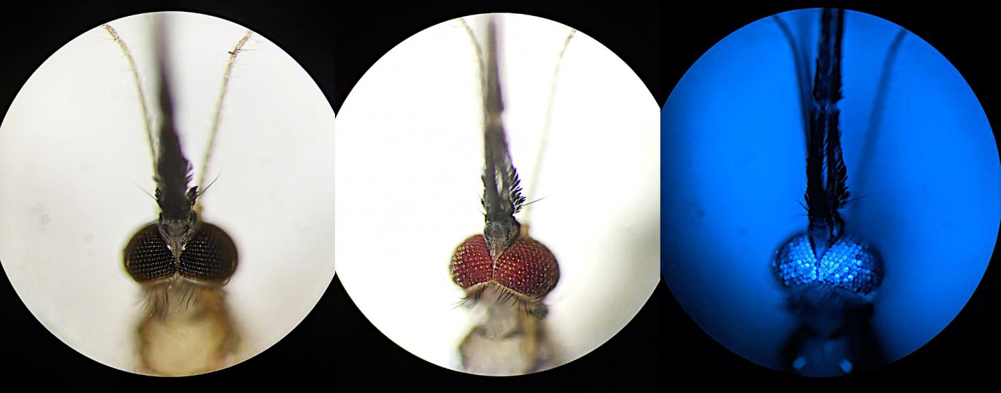 Eye-Color Phenotypes