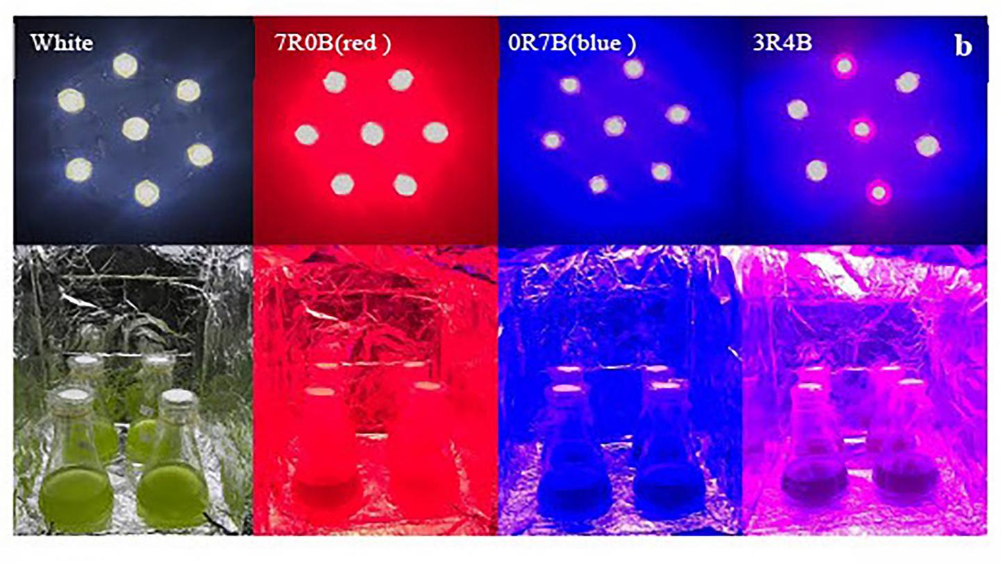 LED Illuminators Installed with Different Combinations of Red and Blue Light