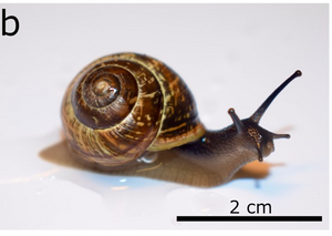 Land snail Arianta arbustorum.