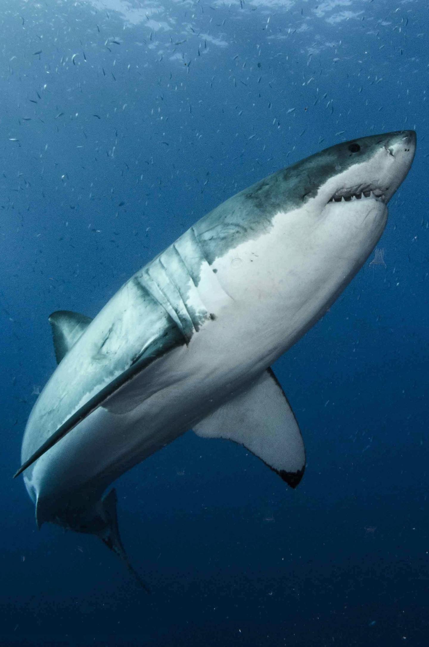 Great White Shark Close Up