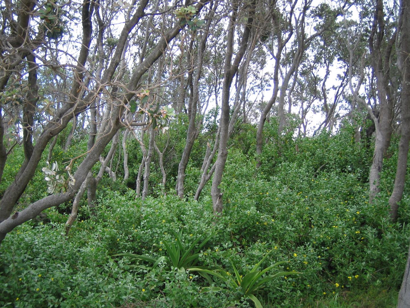 Bitou Bush Invading Banksia Woodland
