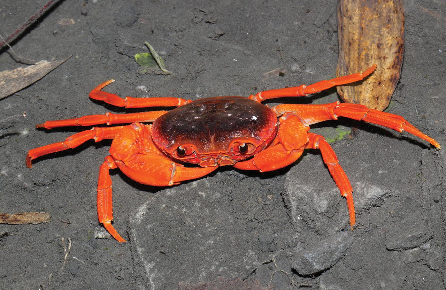 The New Crab Species and Genus <i>Yuebeipotamon calciatile</i>