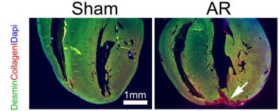 Sham and Apex Resected (AR) Heart at Day 21