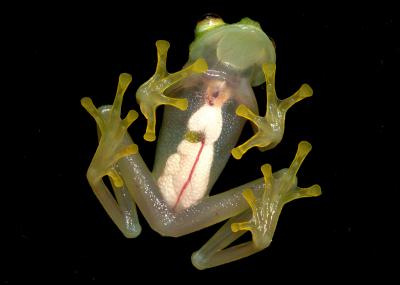 Peruvian Glass Frog