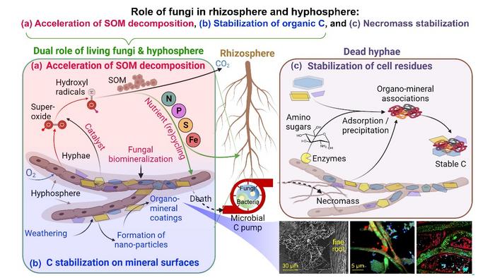 Conceptual model for the multiple roles of fungi in mediating biogeochemical C cycling and nutrient dynamics in the rhizosphere and hyphosphere, as well as for organic C stabilization in soil