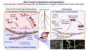 Conceptual model for the multiple roles of fungi in mediating biogeochemical C cycling and nutrient dynamics in the rhizosphere and hyphosphere, as well as for organic C stabilization in soil