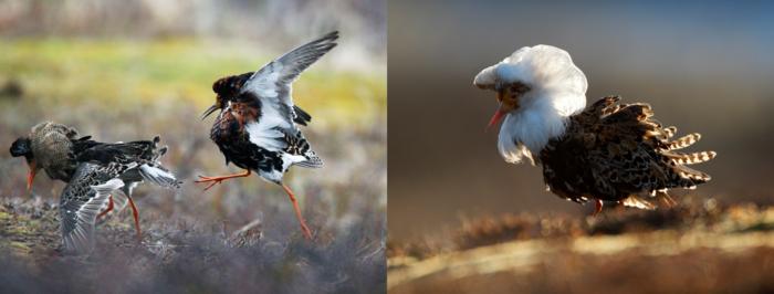 Images of male ruffs