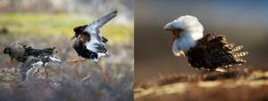 Images of male ruffs