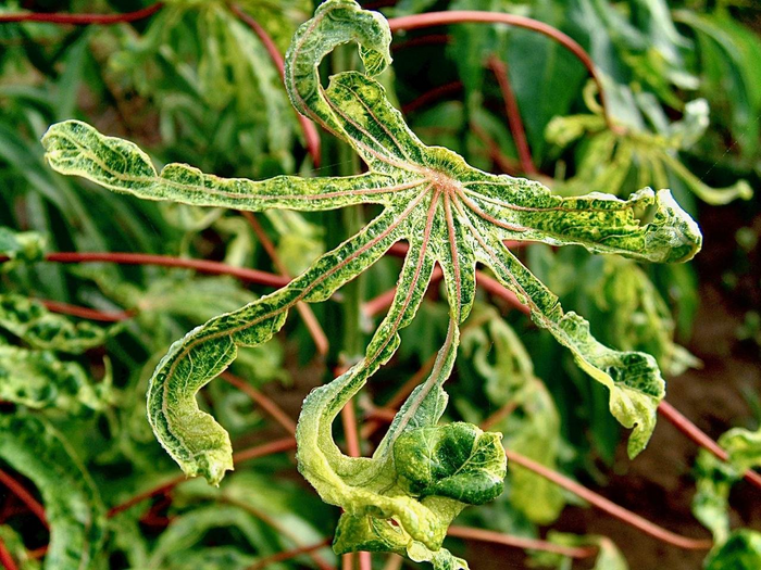 Cassava Plant Showing Severe Disease Symptoms