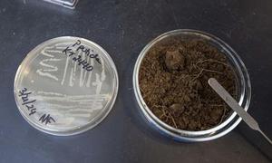 Farny will look at how bacteria breaks down contaminants in soil