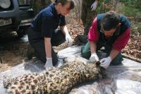 1 of 7 Female Amur Leopards Brutally Killed