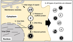 A hypothetical illustration of the maturation of four types of medusavirus particles