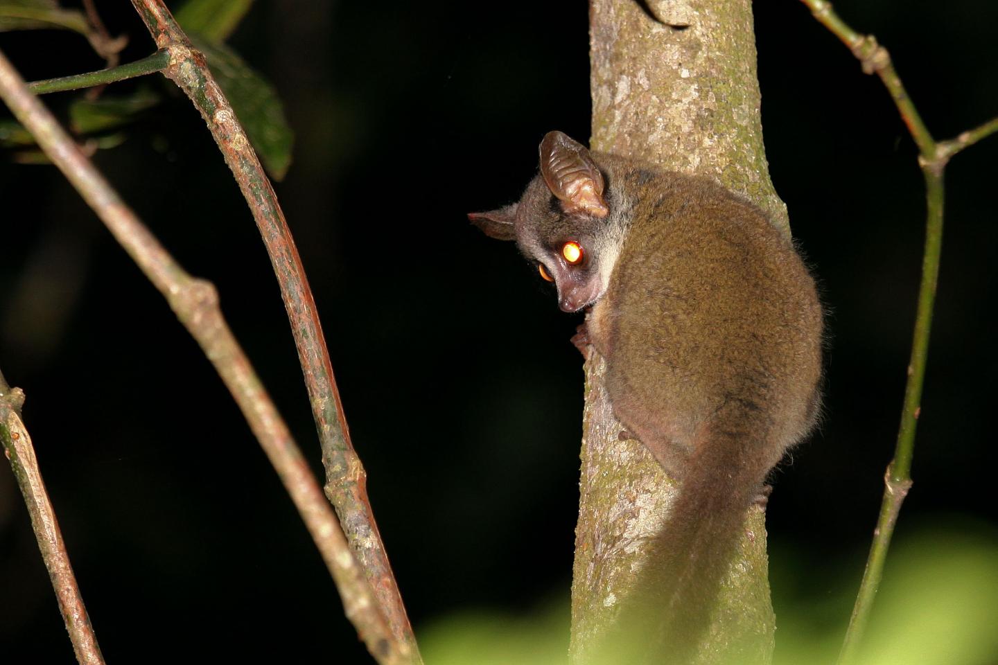 Taita Mountain Dwarf Galago