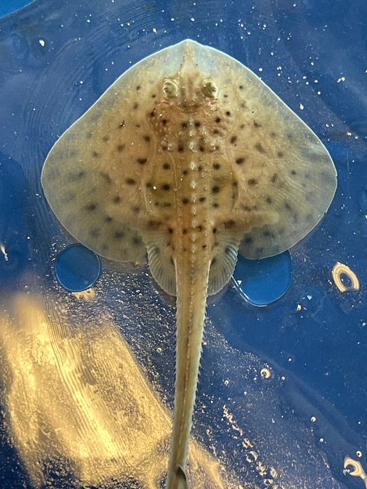 Adult little skate (Leucoraja erinacea)