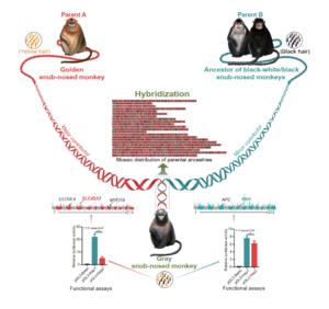 Figure 4 The hybrid origin of gray snub-nosed monkey. Credit: Li Yu