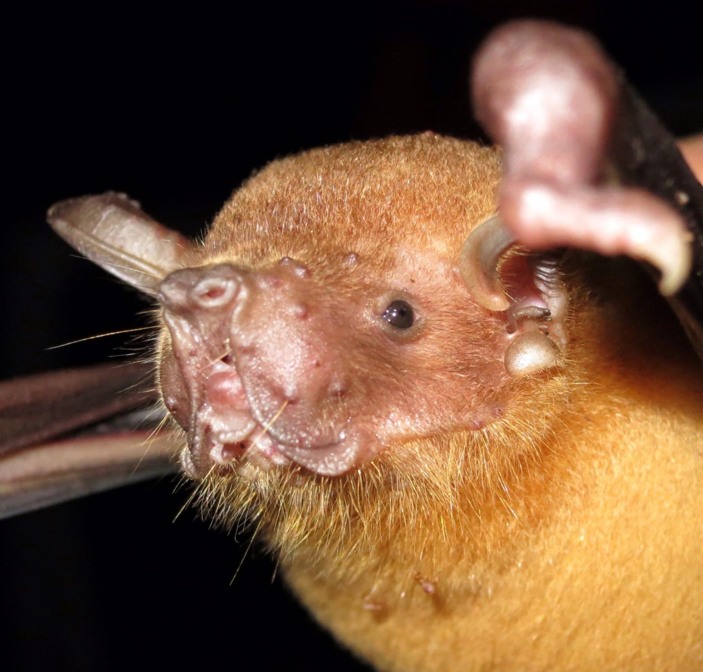 Bats and COVID-19 Research
