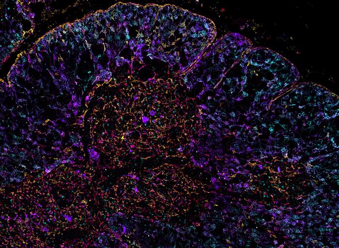 IBEX image of human thymus (1)