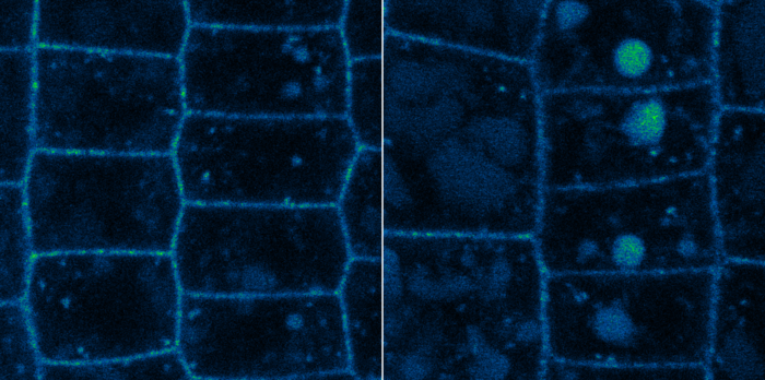 A comparison of the effect of normal and reduced levels of UBP12 and UBP13 on BRI1 in cells