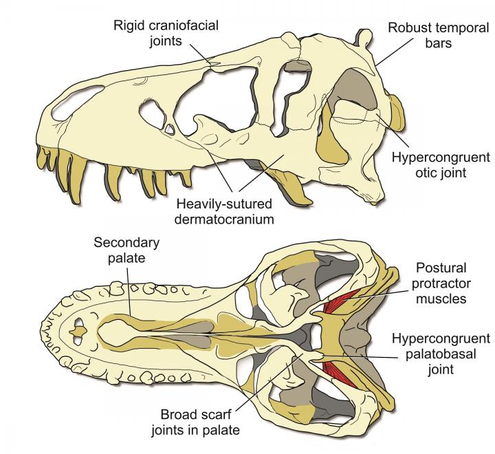 An Illustration of the Key Features of a Stiff T. Rex Skull