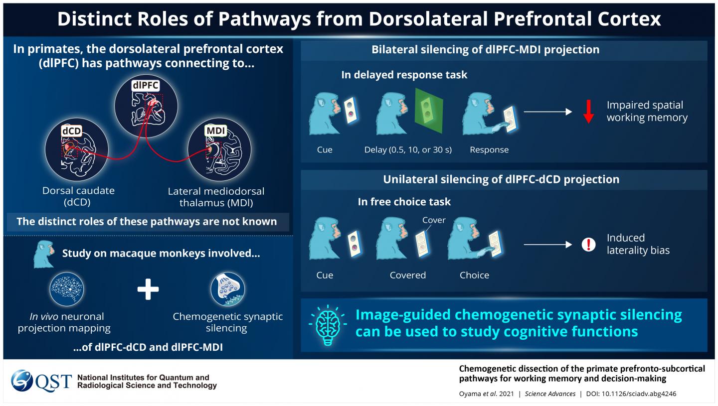 Distinct Roles of Pathways from Dorsolateral Prefrontal Cortex