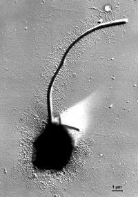 A choanoflagellate