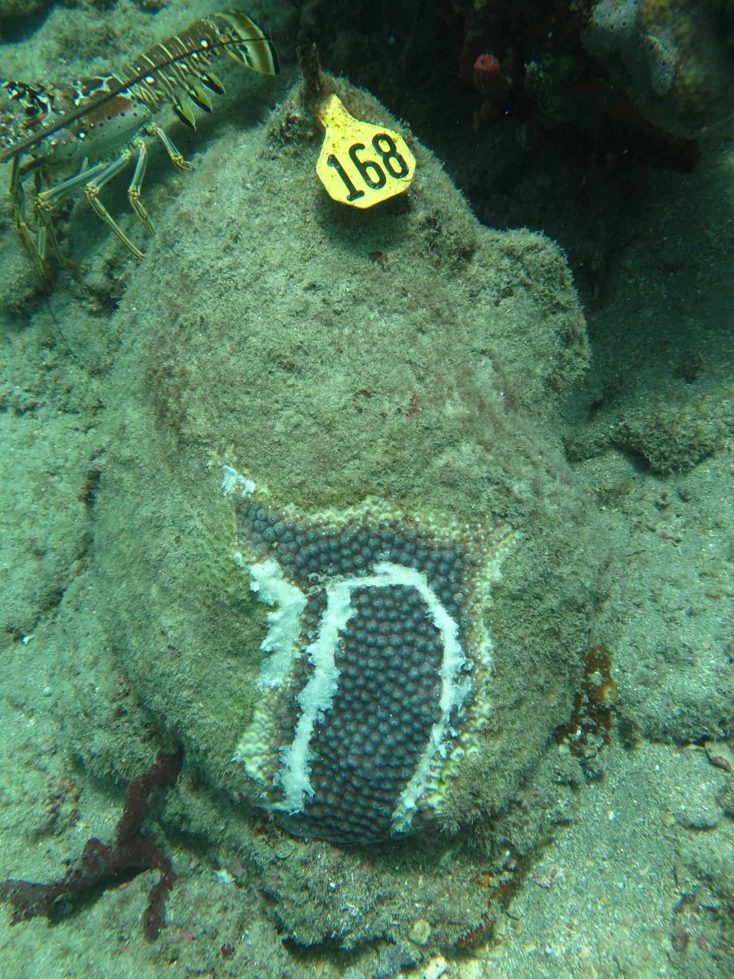 Base 2B plus amoxicillin treatment