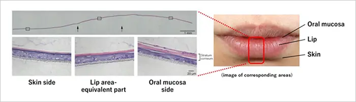 Tissue staining images of the three-dimensional lip area model developed