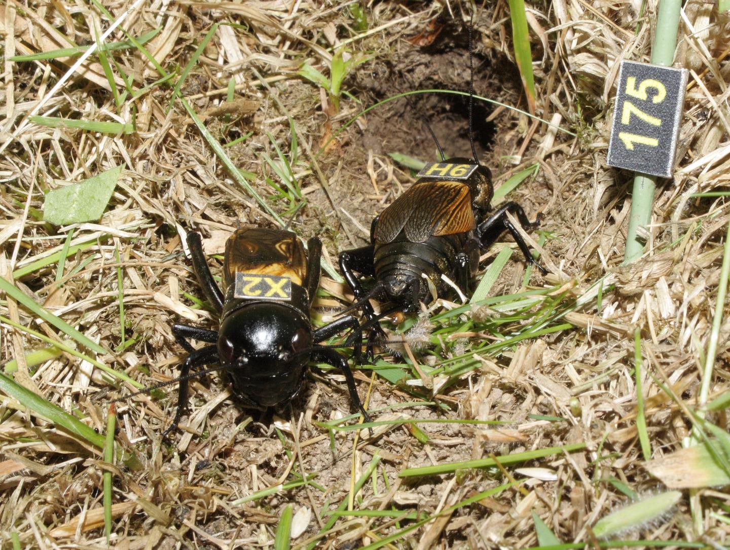 <em>Gryllus campestris</em>