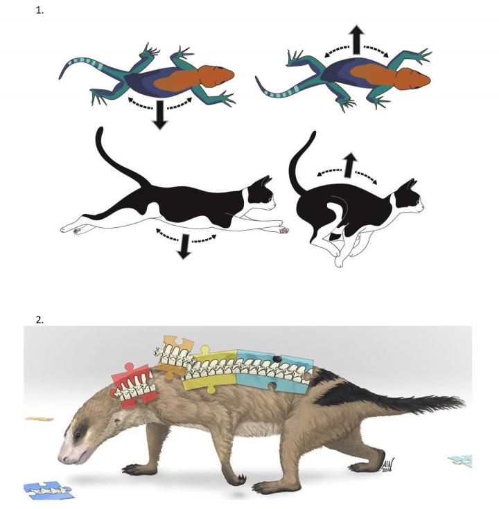 Lateral-to-Sagittal Back Movements and Thrinaxodon Puzzle