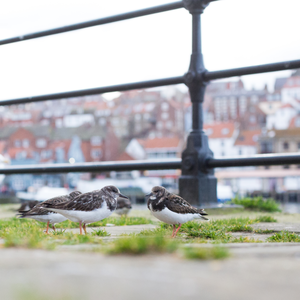 Ruddy turnstone