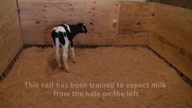 Some Cows are more Bullish than Others