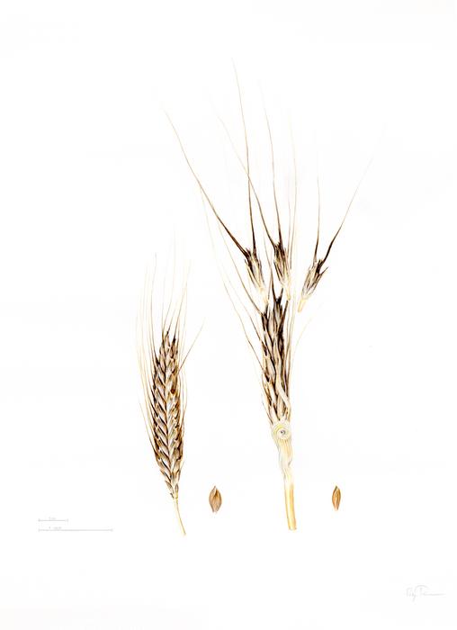 An ancient grain unlocks genetic secrets for making bread wheat more resilient